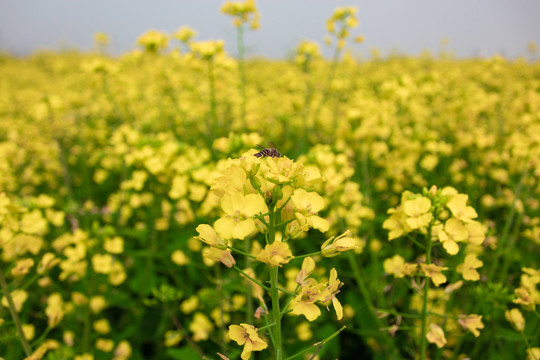 油菜花和蜜蜂