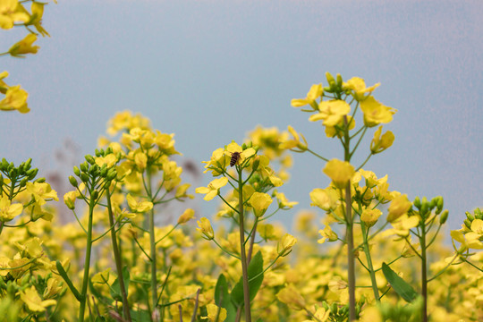 油菜花和蜜蜂