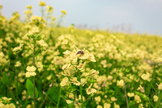 油菜花和蜜蜂