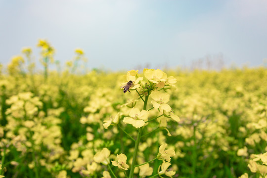 油菜花和蜜蜂