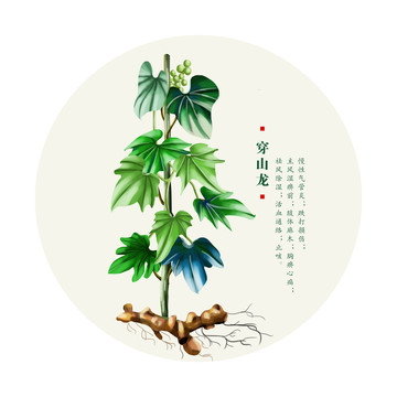 穿山龍