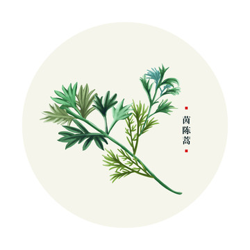 茵陈篙