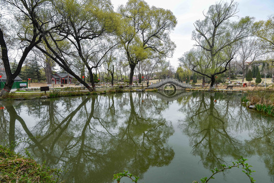 山东青州范公亭公园春上柳梢头