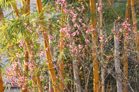 桃花与竹子