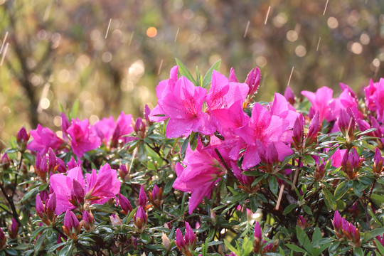 杜鹃花