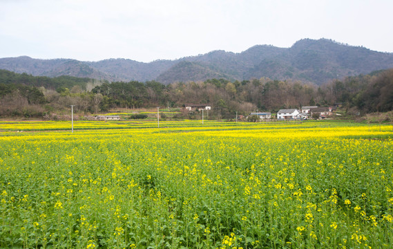 乡村风光