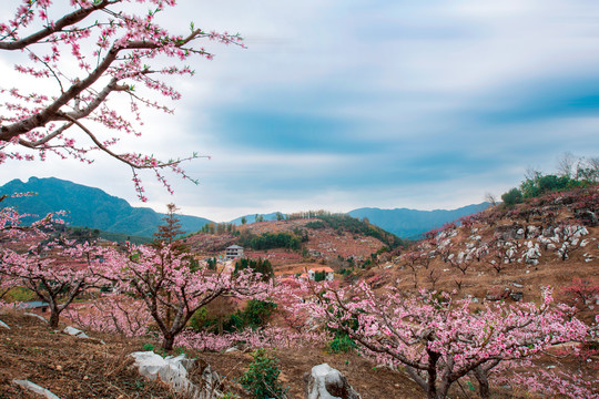 鹰嘴桃花