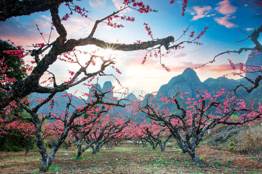 鹰嘴桃花