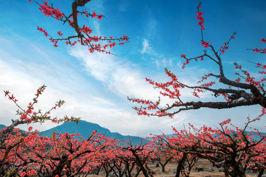 鹰嘴桃花