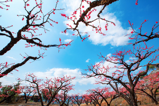 鹰嘴桃花