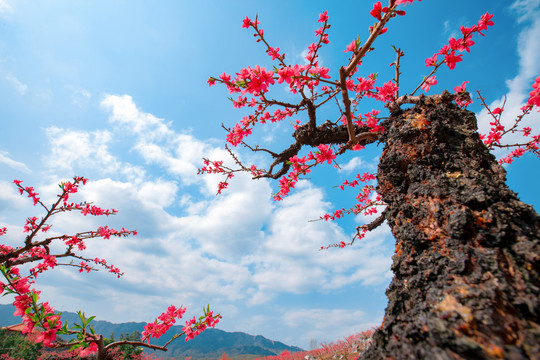 鹰嘴桃花