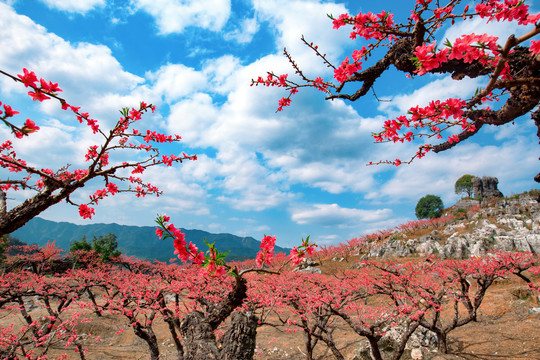 鹰嘴桃花