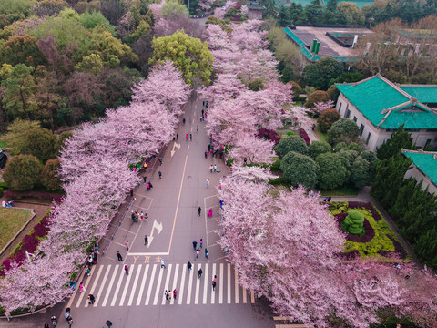 武汉大学樱花