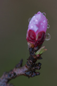 一枝桃花