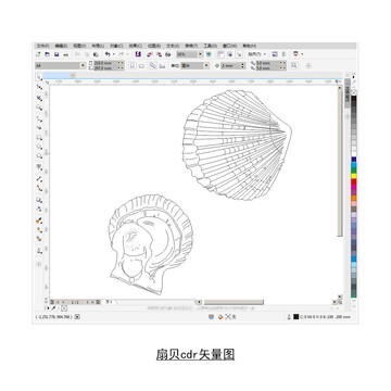 扇贝cdr矢量图