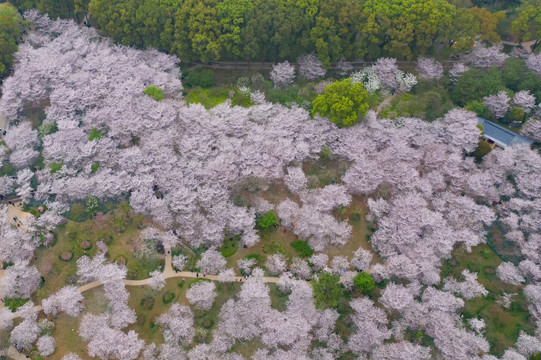 武汉樱花