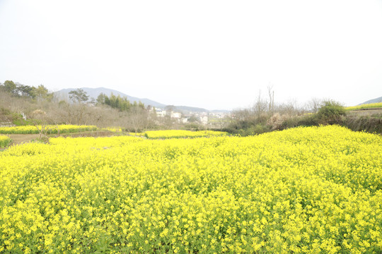 油菜花海