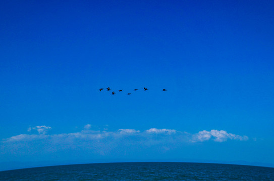 青海湖飞鸟