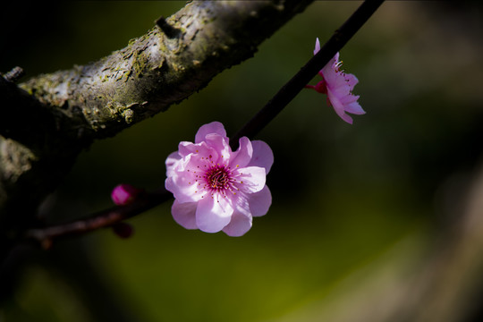 梅花