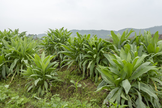 油麦菜