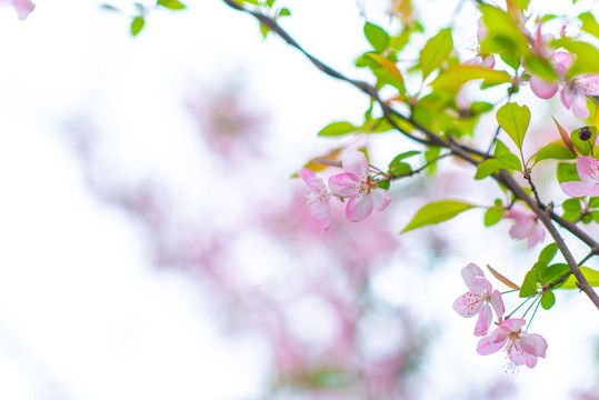 樱花盛开