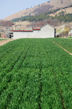 初春麦田