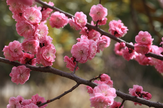 梅花