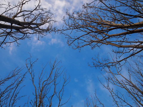 蓝天和树枝