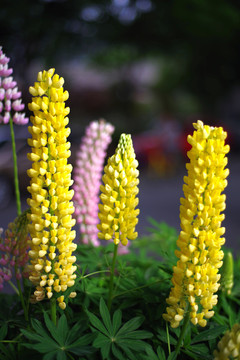 客家母亲花鲁冰花