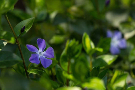 蔓长春花