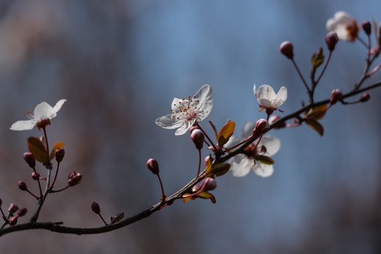 红叶李花