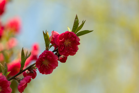 千叶桃花