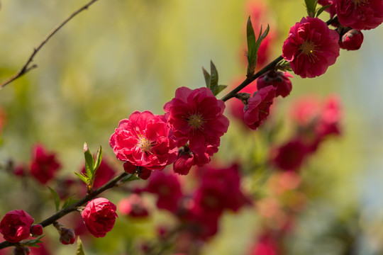 千叶桃花