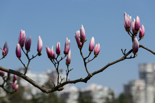 城市玉兰花