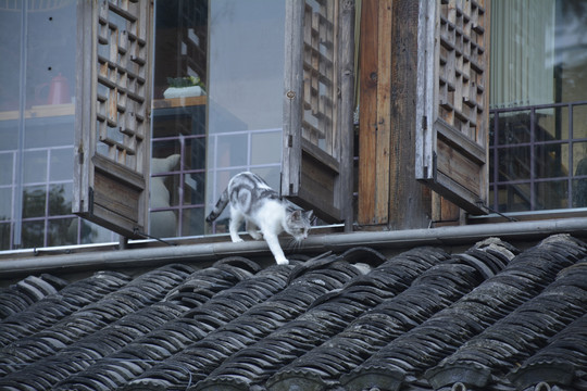 屋顶的猫