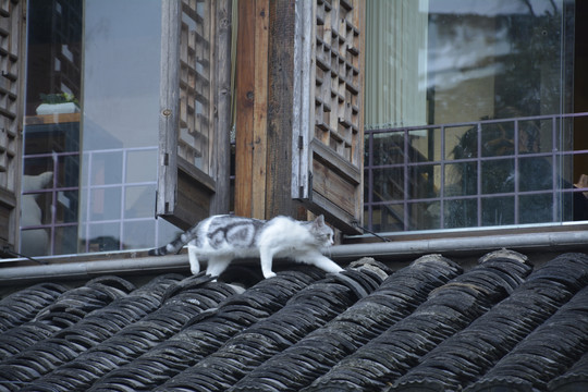 屋顶的猫