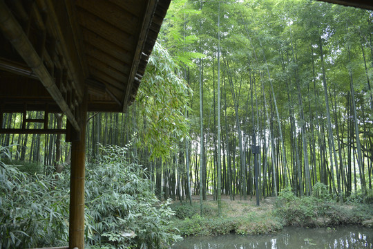 竹林小屋