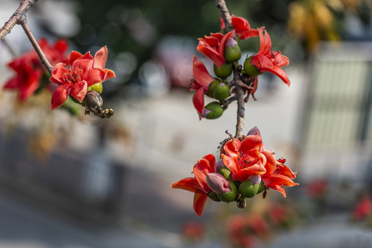 木棉花