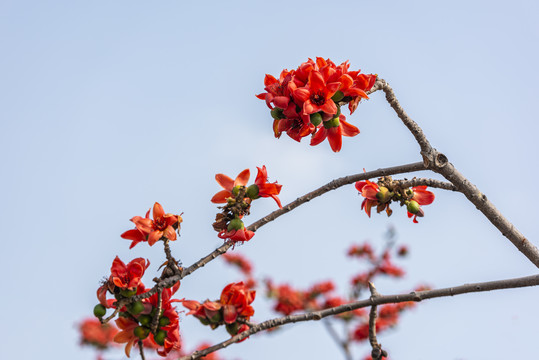 木棉花