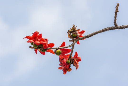 木棉花