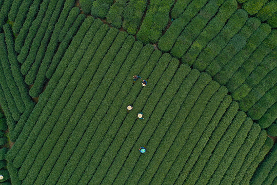 春天茶园采茶