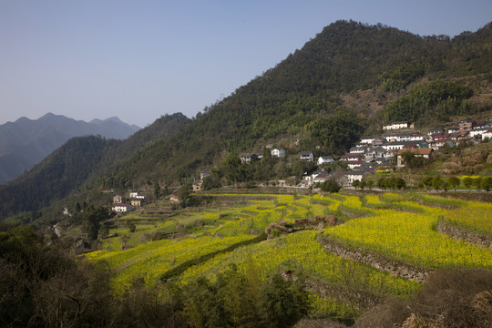 春天山区油菜花开