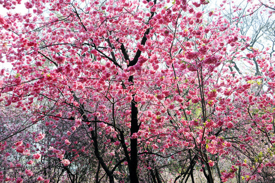 樱花