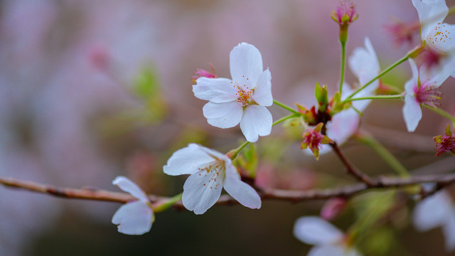 青龙寺樱花