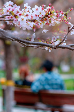 青龙寺樱花