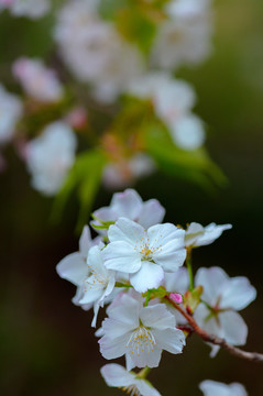 青龙寺樱花