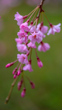 青龙寺樱花