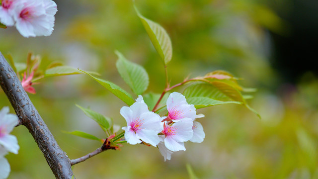 西安青龙寺樱花