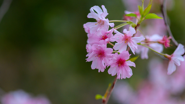 青龙寺樱花