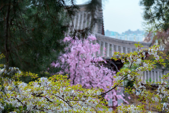 青龙寺樱花